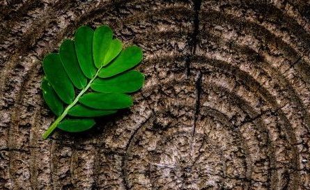 mdf ecologico